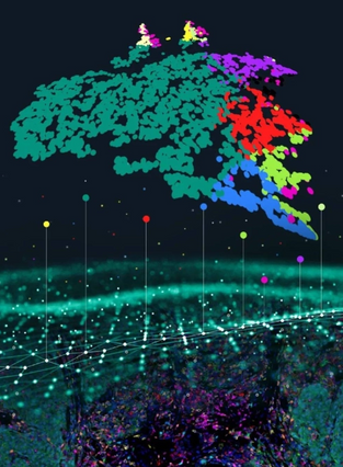 Precise Cell Annotation Services